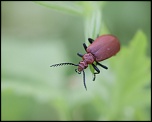 -seresville_19-04-2011_0041.jpg