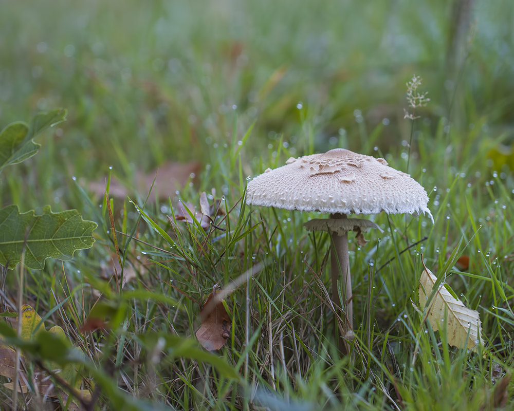 -montecot_02-10-2011-09-51-48_0004.jpg