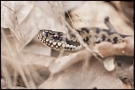 -seresville_11-03-2012-13-49-07_0054.jpg