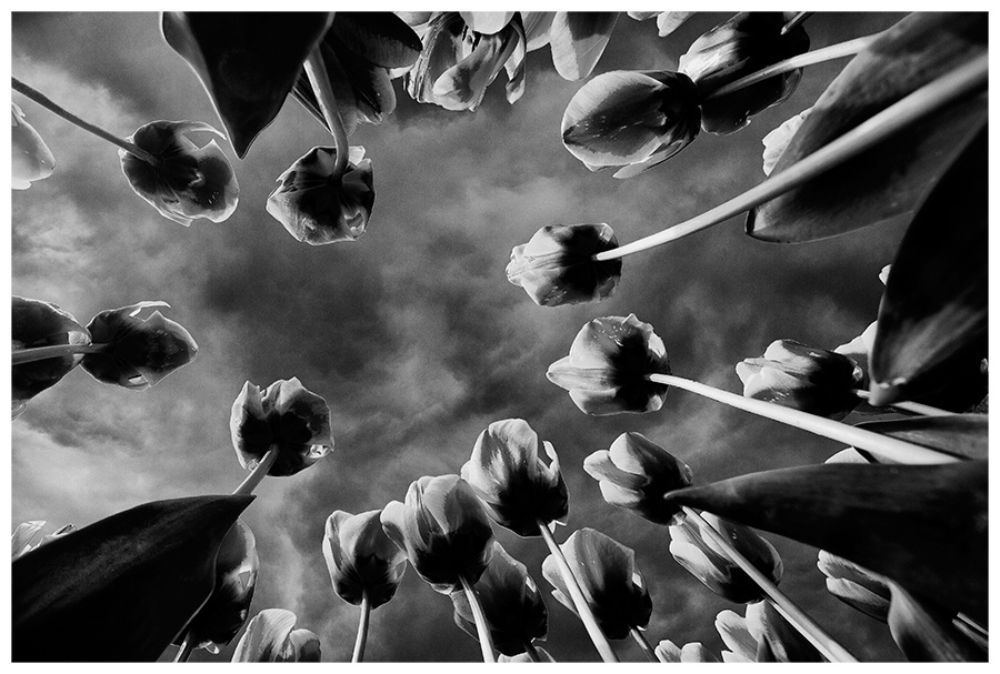 Quel sac de transport?-tulipes.jpg