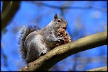 HydePark Squirrel