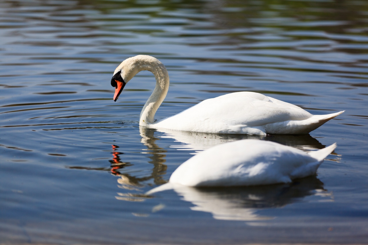 HydePark Serpentine