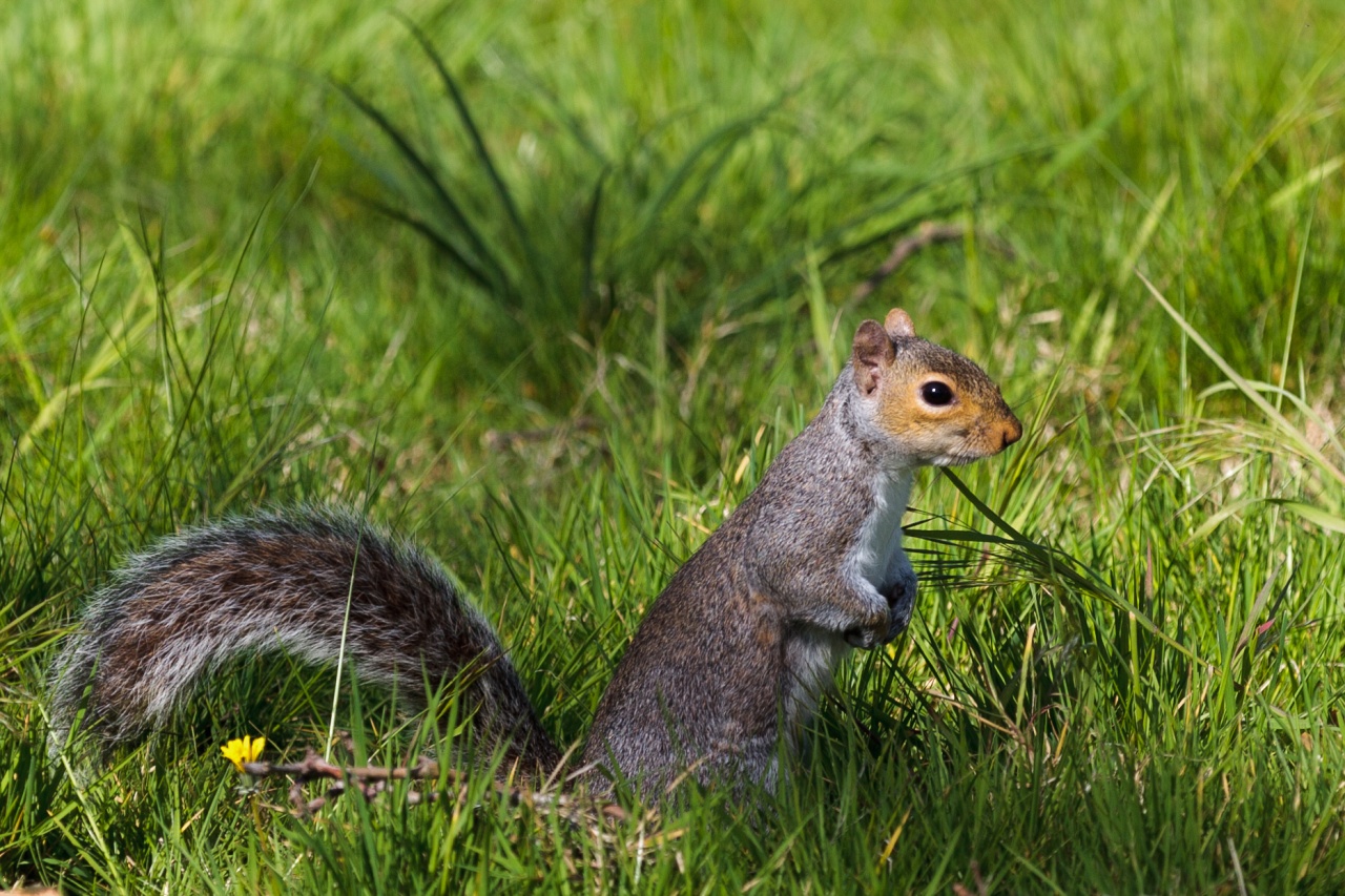 HydePark Squirrel