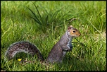 HydePark Squirrel