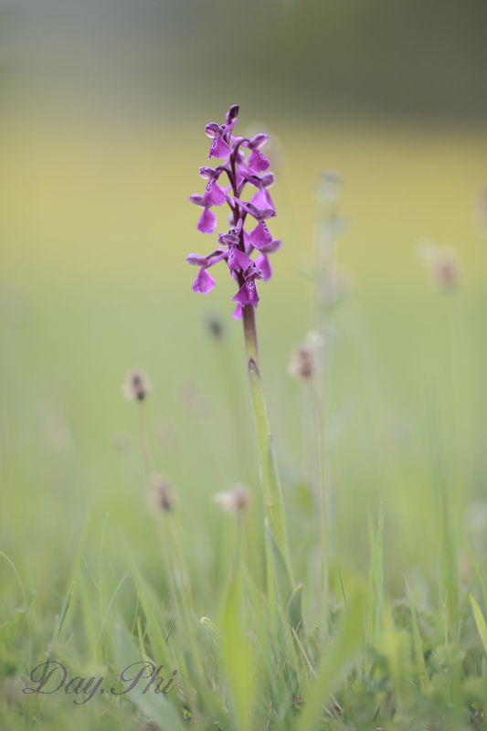 -fleur-12-mai-2013-3.jpg