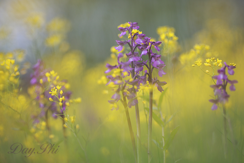 -fleur-12-mai-2013-2.jpg