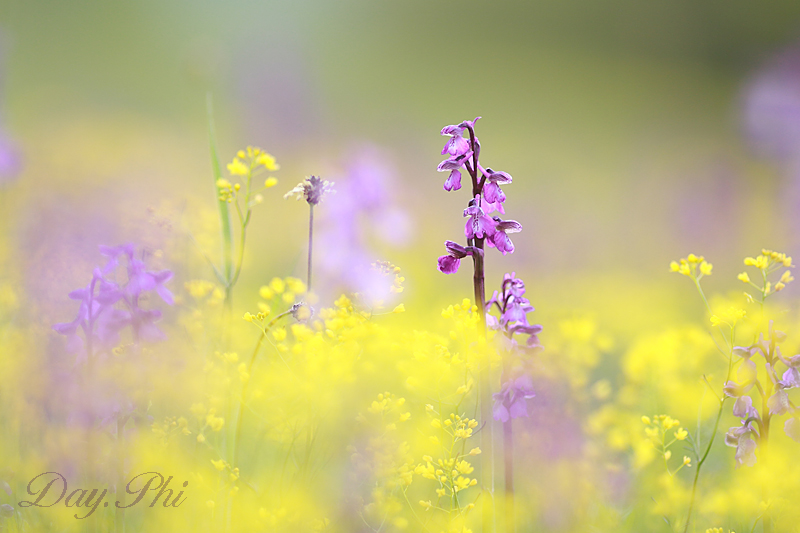 -fleur-12-mai-2013-5.jpg