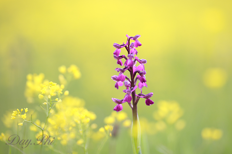 -fleur-12-mai-2013-4.jpg