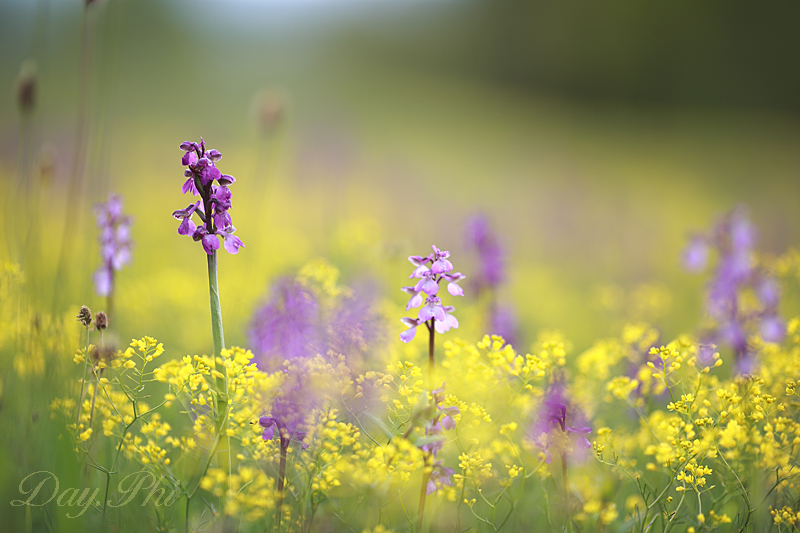 -fleur-12-mai-2013-6.jpg