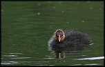 -img_2330.jpg