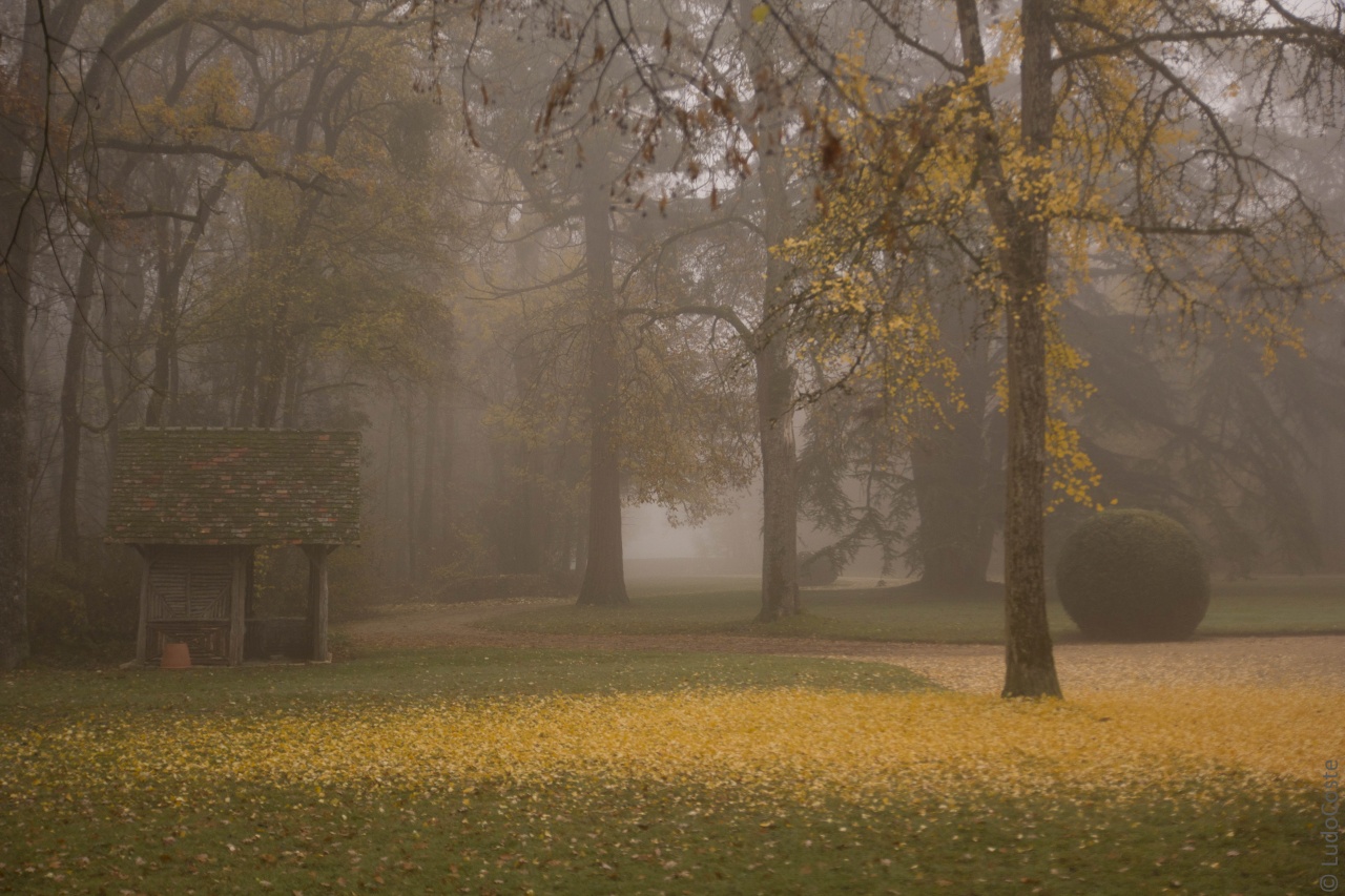 Brouillard