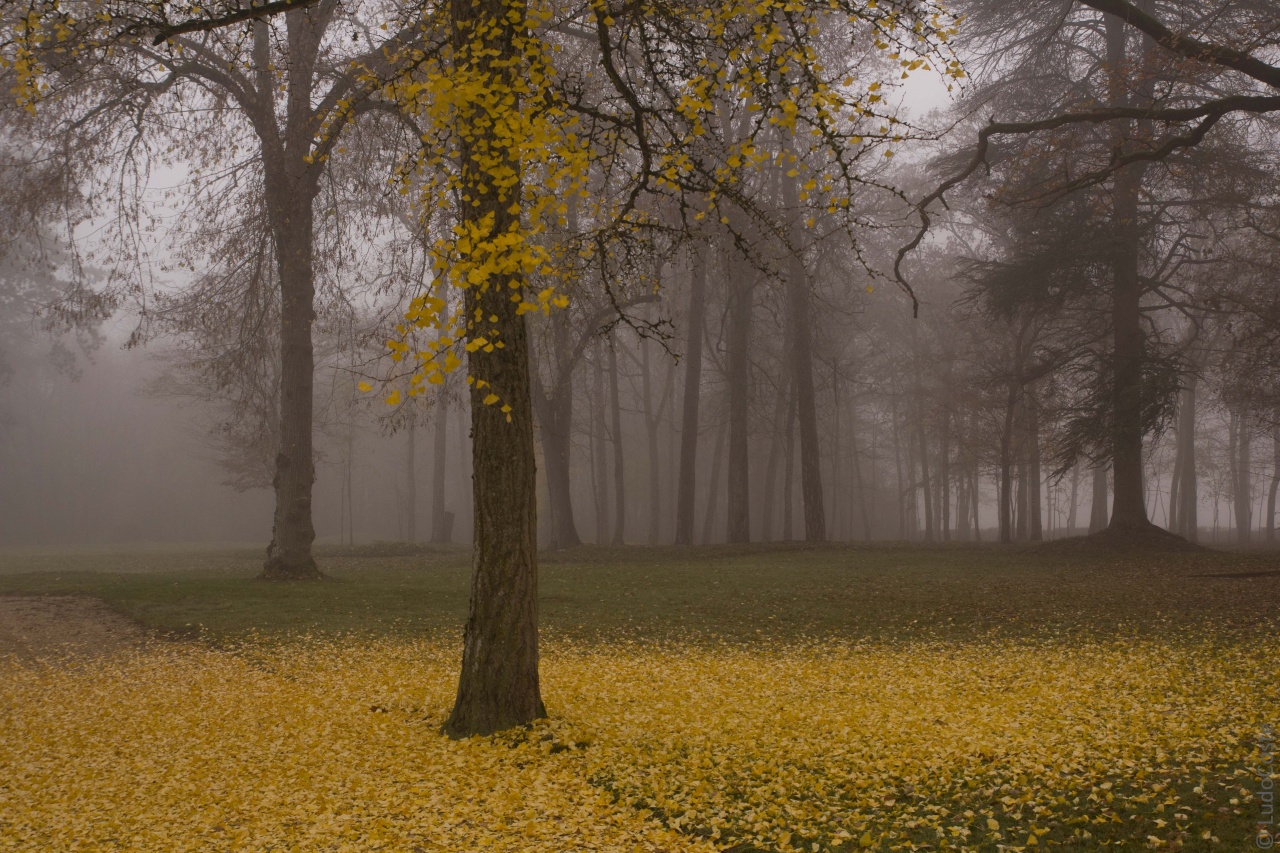 Ginkgo Biloba