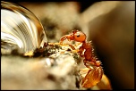 Sigma 50/2.8 macro ou Sigma 105/2.8 macro-fourmis-1.jpg