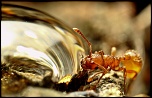 Sigma 50/2.8 macro ou Sigma 105/2.8 macro-fourmis-3.jpg