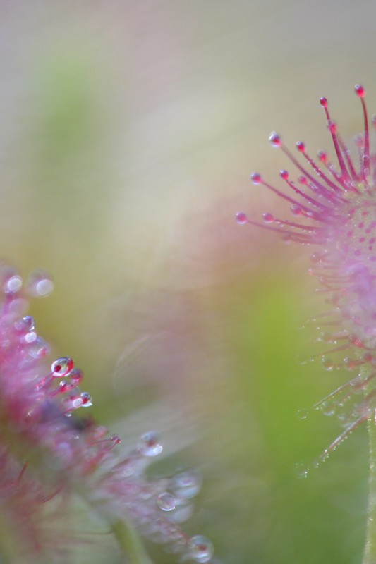 -drosera-artistique-v.jpg
