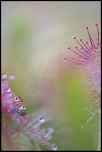 Drosera longifolia