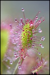 -drosera-gouttes-v.jpg