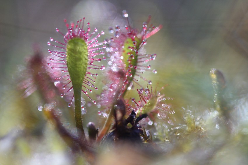 -drosera-ensemble-v.jpg