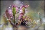 -drosera-ensemble-v.jpg