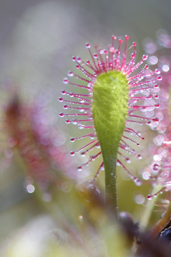 -drosera-fleur-seule-v.jpg
