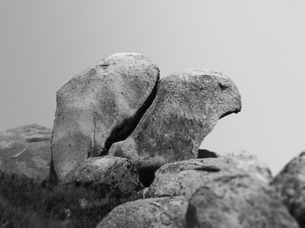 Speedlite 420EZ = Poubelle ?-oiseau-pierre.jpg