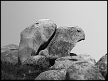 Speedlite 420EZ = Poubelle ?-oiseau-pierre.jpg