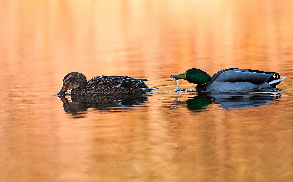 Conseils pour photographier la pleine lune ce soir-cane-et-canard.jpg