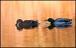 Conseils pour photographier la pleine lune ce soir-cane-et-canard.jpg