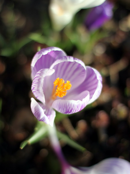 Macro 1