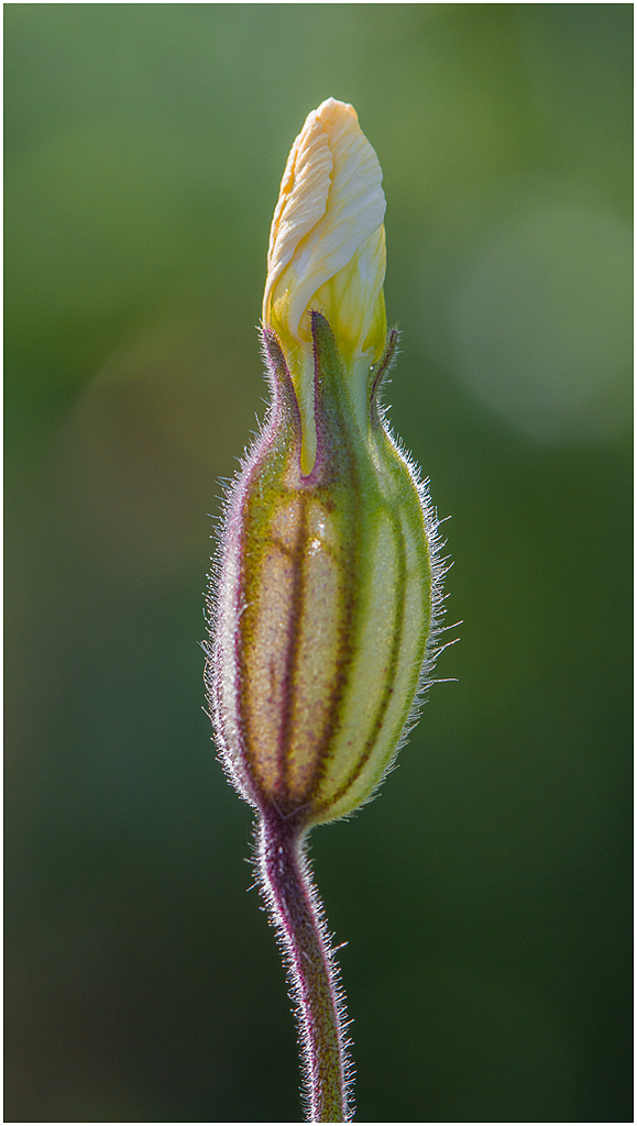 300d-fleur-de-printemps.jpg