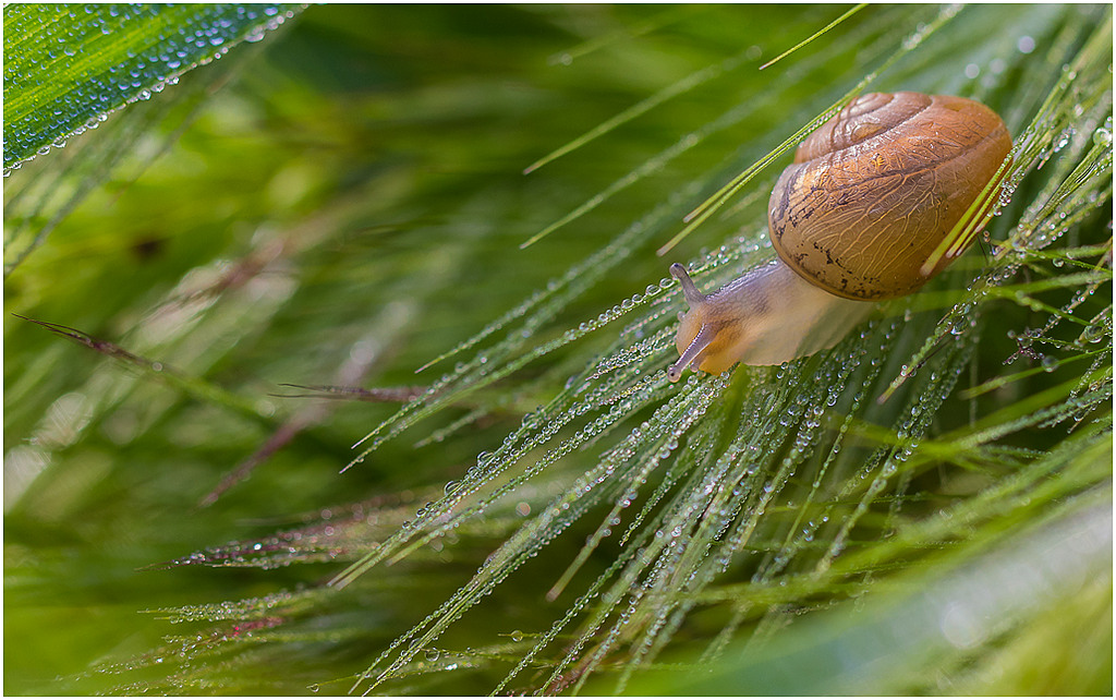 300d-escargot-sur-perles.jpg