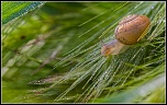 300d-escargot-sur-perles.jpg