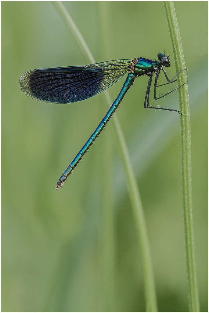 300d-agrion.jpg