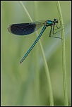 300d-agrion.jpg