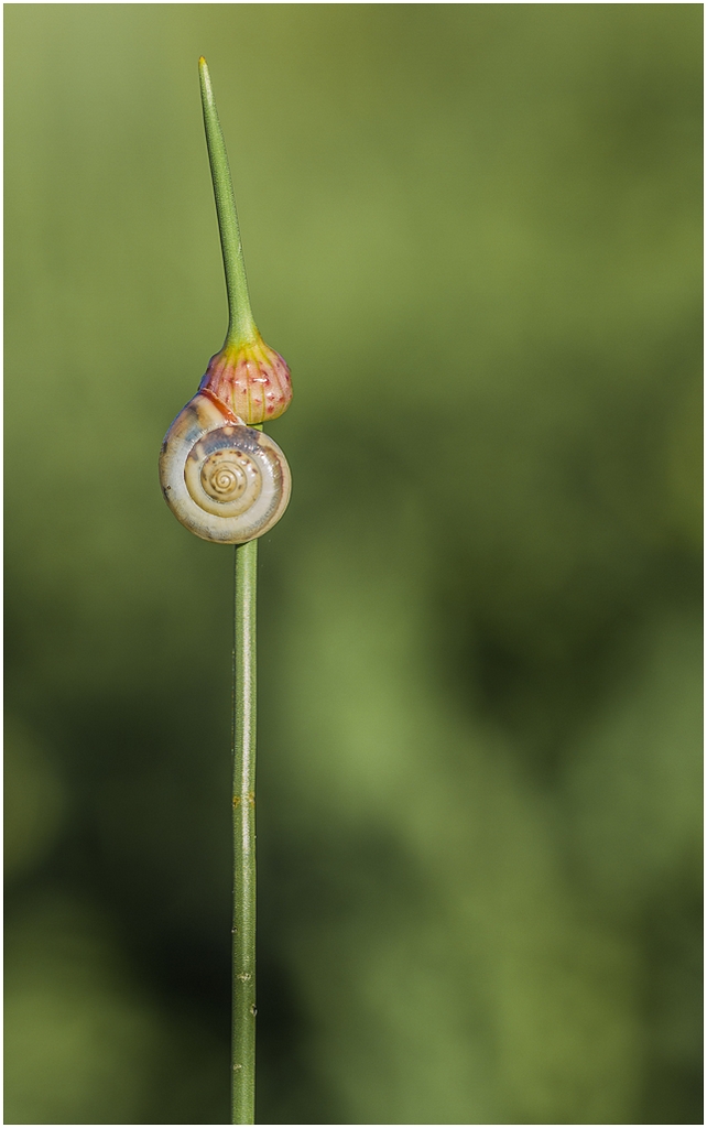 300d-escargot-et-ail.jpg