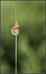 300d-escargot-et-ail.jpg