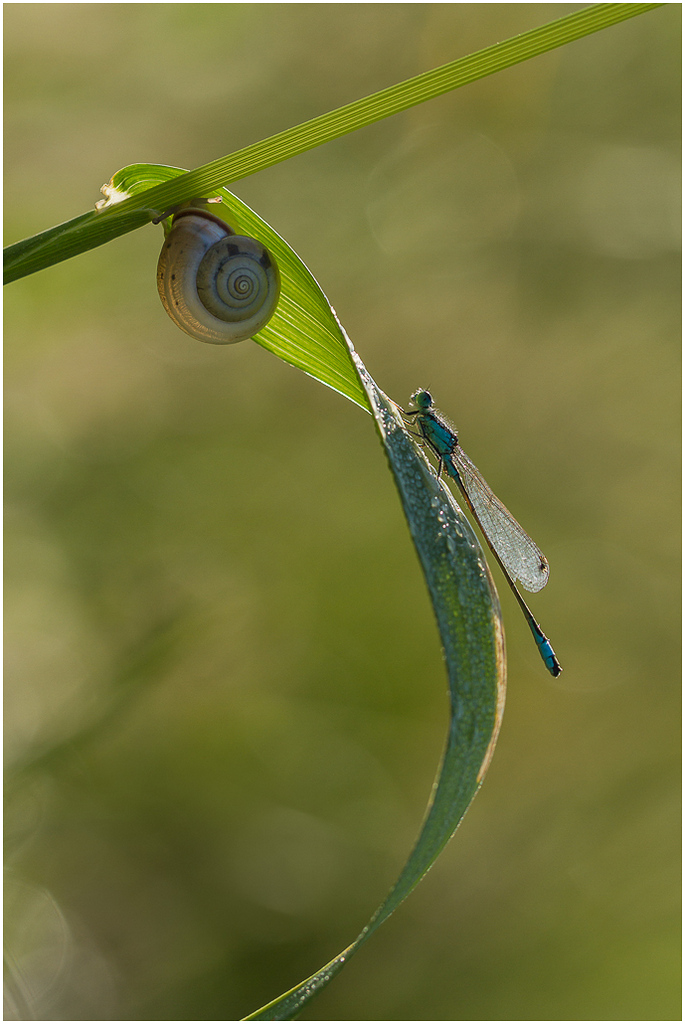 300d-escargot-lombre.jpg