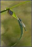 300d-escargot-lombre.jpg