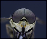 Focus stacking 2