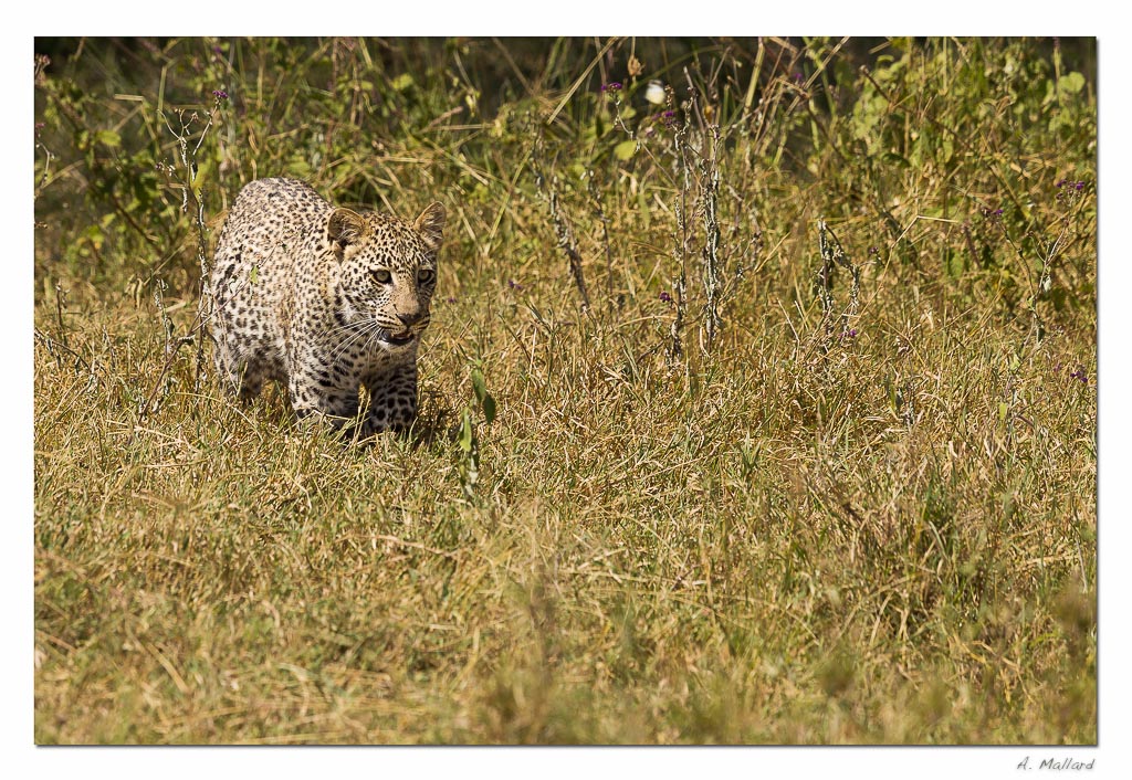 Ben bientot je vais pouvoir mitrailler-leopard-1_v2.jpg
