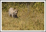 Ben bientot je vais pouvoir mitrailler-leopard-1_v2.jpg