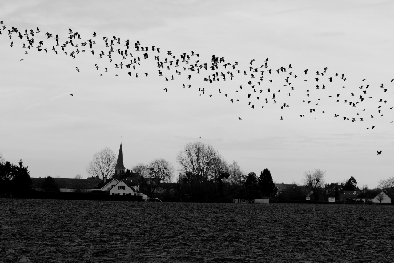 Flying wild birds