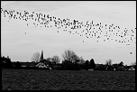 Flying wild birds