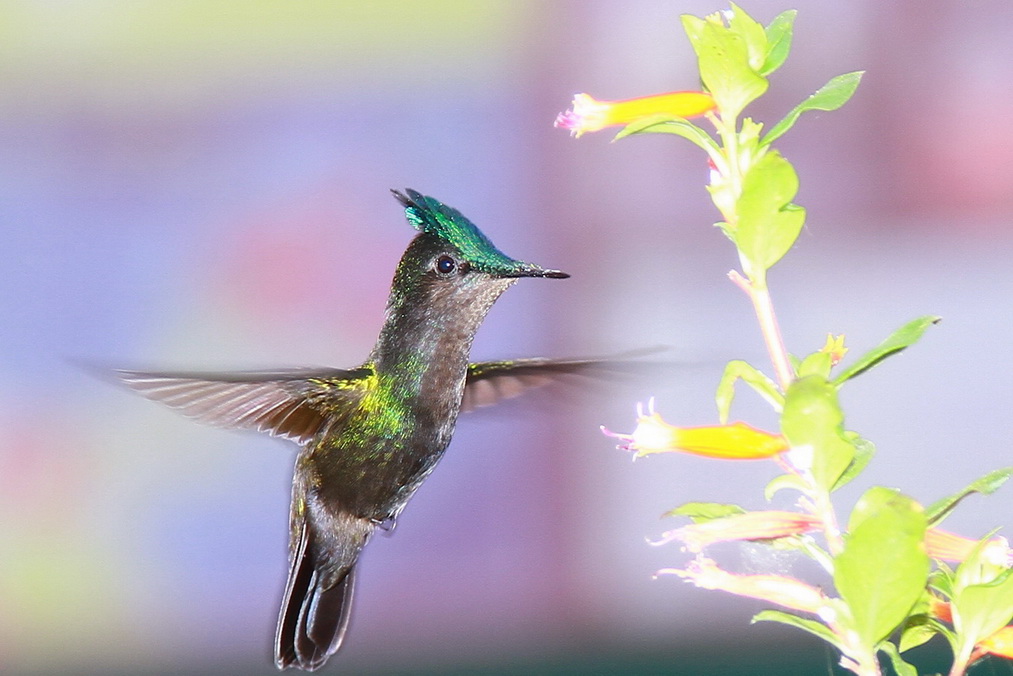 75-300 4-5.6 III USM-colibri.jpg