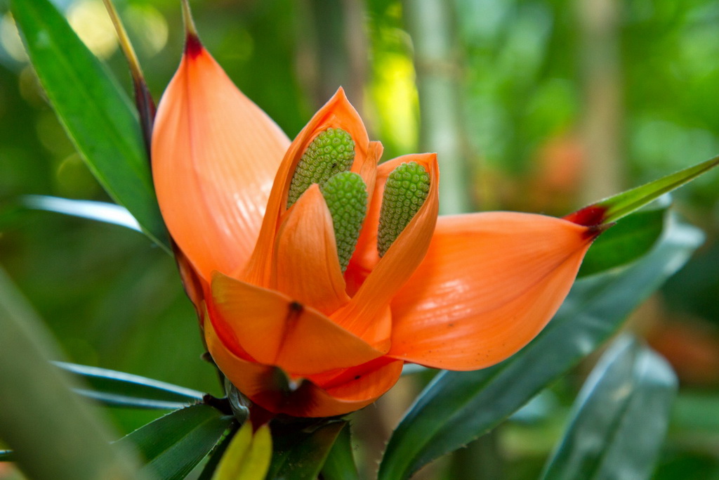 75-300 4-5.6 III USM-fleurs.jpg