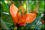 75-300 4-5.6 III USM-fleurs.jpg