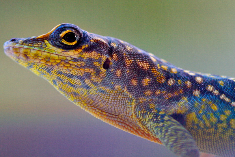 75-300 4-5.6 III USM-lezard.jpg