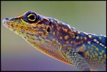 75-300 4-5.6 III USM-lezard.jpg