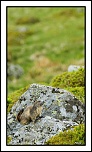 -img_1971rec.jpg