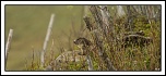 -img_1949rec.jpg